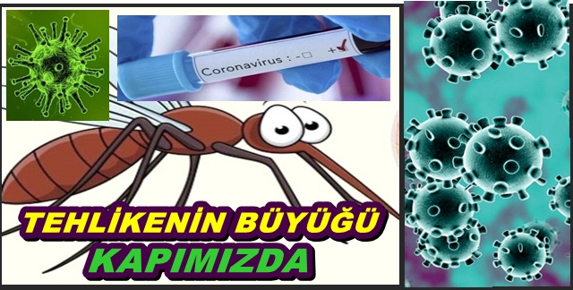 Baskın Basanındır Demiş Atalarımız Belediye Ekipleri Acilen Sivri Sinek Avına Çıkmalı