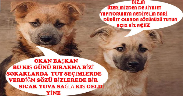 OKAN BAŞKANIN SÖZÜYLE KÖPEKLER İKİNCİ KIŞIDA SOKAKTA GEÇİRECEKLER