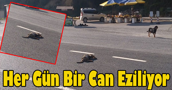 Şifalı Suya Bırakılan Köpekler Telef Oluyor