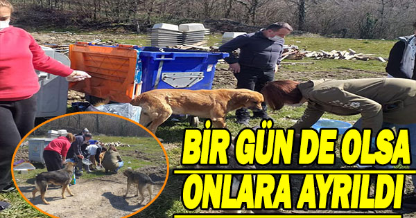 Teşkilat Bir gününü sokak hayvanlarına ayırdı