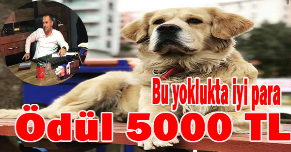 GETİR KÖPEĞİ AL 5000 LİRAYI