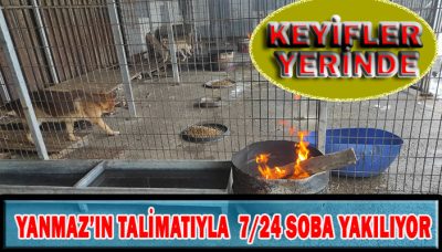 Köpekler için kış Ayı Keyif Ayı oldu