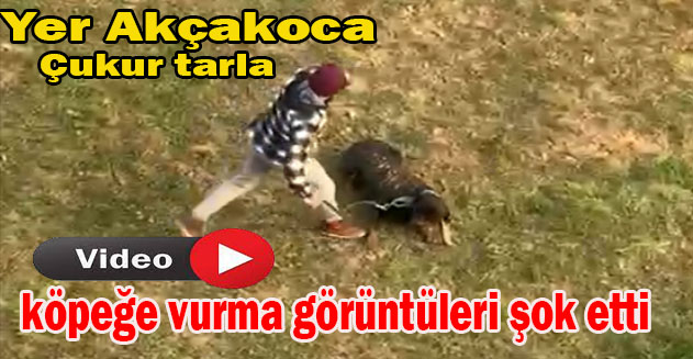 Dövülen köpeğin imdadına yaşlı teyze koştu