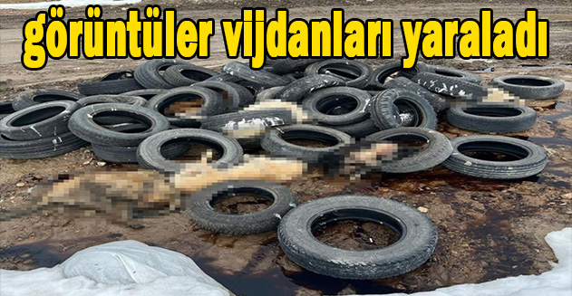 canlar ölüme terkedilmişler