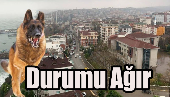 Köpeklerden kaçarken düşüp ağır yaralandı