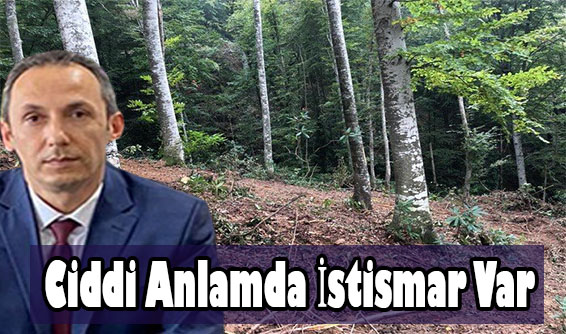 Taşeronlar tarafından Orman istismarmı ediliyor