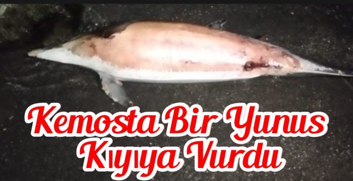 Akçakoca da karaya vuran yunus üzüntüye neden oldu