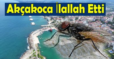 Akçakoca Halkı Kara Sinekle İmtihan Veriyor – Belediye Vurdumduymazlığıyla Eleştiriliyor