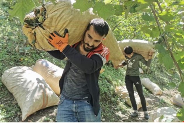 Fındıktan 200 milyonluk vurgun