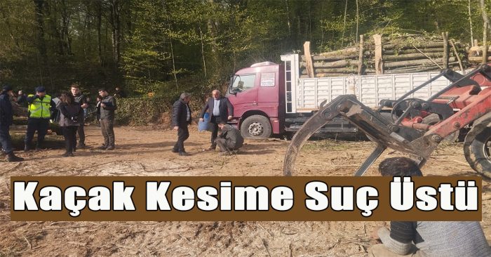 Göktepe Köyü’nde Ağaç Katliamına Mahkeme Freni: Köylü İsyanda, Kesim Durduruldu