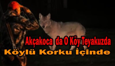 KAR YAĞIŞI KURTLARI KÖYE İNDİRDİ: DADALI’DA KORKUTAN GÖRÜNTÜLER