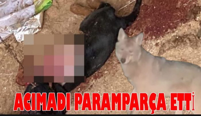 Akçakoca’da kurt saldırısı