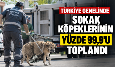 TÜRKİYE GENELİNDE SOKAK KÖPEKLERİNİN TOPLANMASINDA YÜZDE 99,9’A ULAŞILDI!