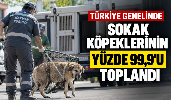 TÜRKİYE GENELİNDE SOKAK KÖPEKLERİNİN TOPLANMASINDA YÜZDE 99,9’A ULAŞILDI!
